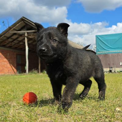 499158563 10232977412110597 3775649689866620670 N