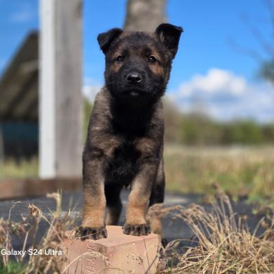 500390505 10232977387189974 1915014171978256045 N